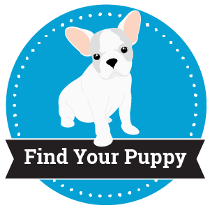 find your puppy