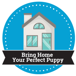 bring your puppy home